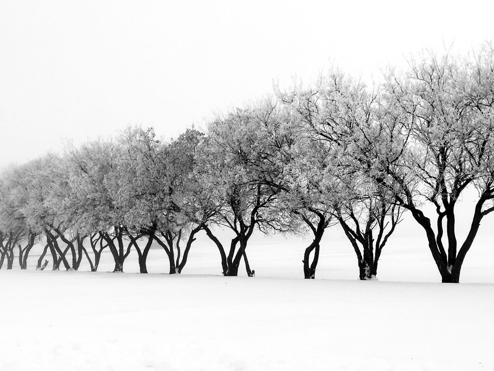 Winter Trees by Dan Taylor